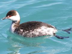 (Horned Grebe) nonbreeding swimming