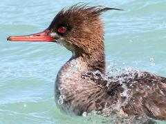 (Red-breasted Merganser) female floating