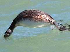 (Horned Grebe) nonbreeding diving