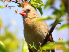 (Northern Cardinal) female