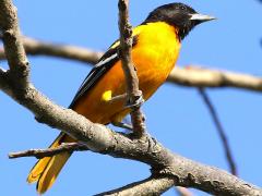 (Baltimore Oriole) male perching