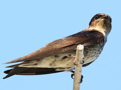 (Purple Martin) female