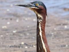 (Green Heron) neck