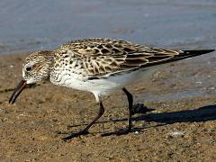 (White-rumped Sandpiper) foraging