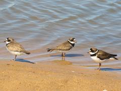 (Semipalmated Plover) trio