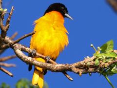 (Baltimore Oriole) male