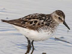 (Semipalmated Sandpiper) walking