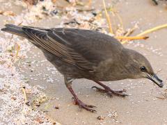 (European Starling) juvenile feeding