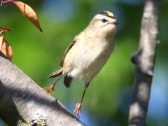 (Golden-crowned Kinglet) leaps