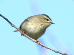 (Golden-crowned Kinglet) perching