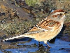 (American Tree Sparrow) standing