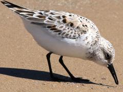 (Sanderling) foraging