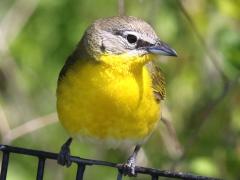 (Yellow-breasted Chat) front