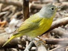 (Nashville Warbler) juvenile