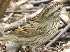 (Lincoln's Sparrow) profile