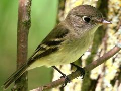 (Yellow-bellied Flycatcher) perching