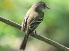 (Least Flycatcher) dorsal