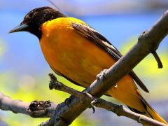 (Baltimore Oriole) male perching