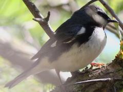 (Black-throated Blue Warbler) male profile