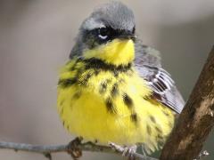 (Magnolia Warbler) male front