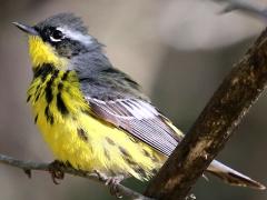 (Magnolia Warbler) male perching