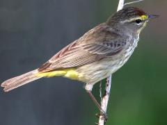 (Palm Warbler) perching