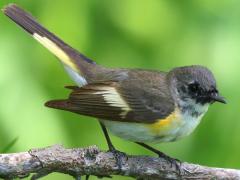 (American Redstart) male juvenile perching