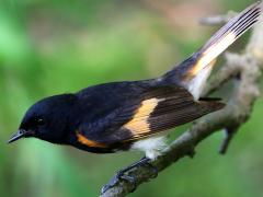 (American Redstart) male perching