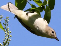 (Warbling Vireo) hanging