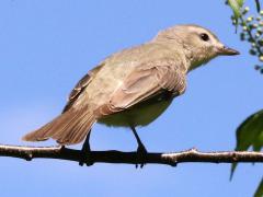 (Warbling Vireo) perching