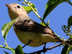 (Warbling Vireo) ventral