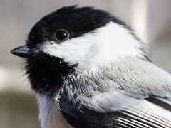 (Black-capped Chickadee) perching