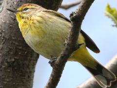 (Palm Warbler) perching