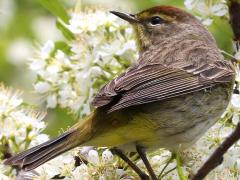 (Palm Warbler) rear