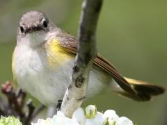 (American Redstart) female front