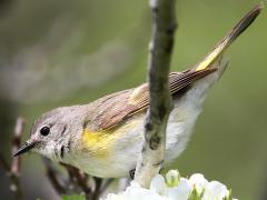 (American Redstart) female profile