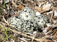 (Killdeer) eggs