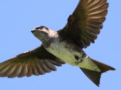 (Purple Martin) subadult female gliding