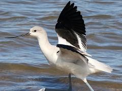 (American Avocet) wading