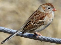 (Field Sparrow) perching