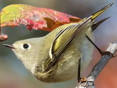 (Ruby-crowned Kinglet) perching