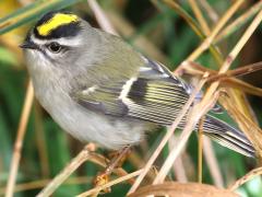 (Golden-crowned Kinglet) male perching