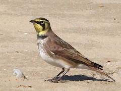 (Horned Lark) male standing