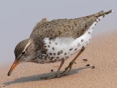 (Spotted Sandpiper) foraging