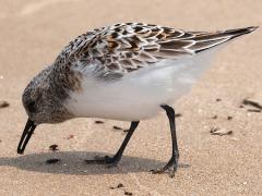 (Sanderling) breeding foraging