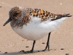 (Sanderling) breeding walking