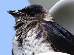 (Purple Martin) juvenile calls