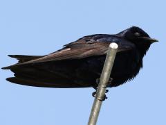 (Purple Martin) male perching