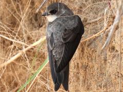 (Bank Swallow) perching