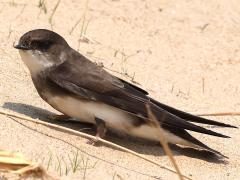 (Bank Swallow) profile